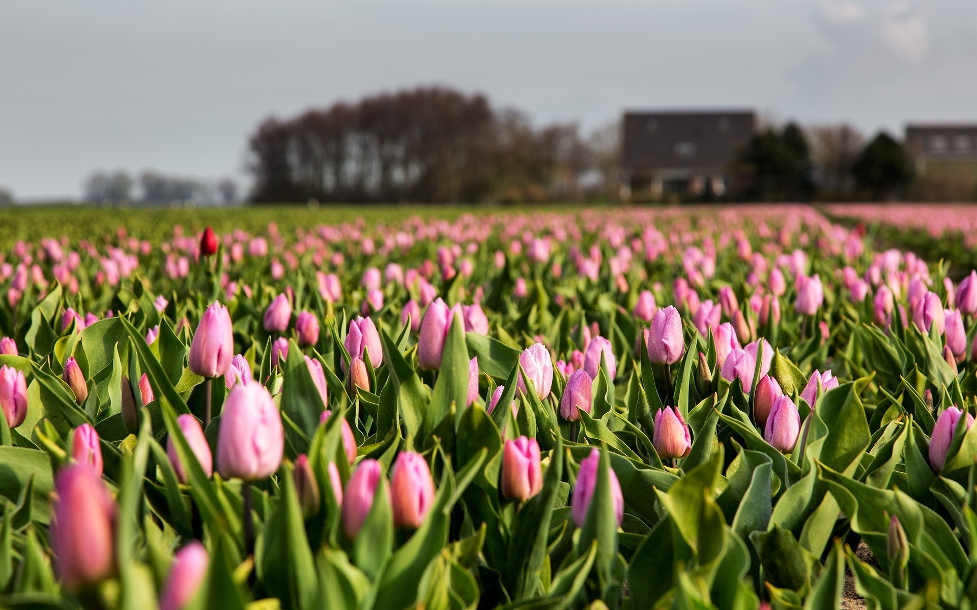 feld natur tulpen