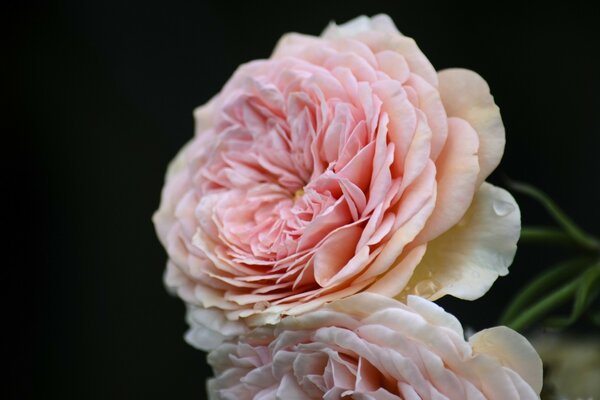 Rosa blühende Blume Nahaufnahme-Foto