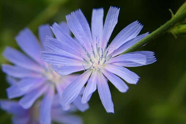 Fleurs ouvertes bleues sur fond vert