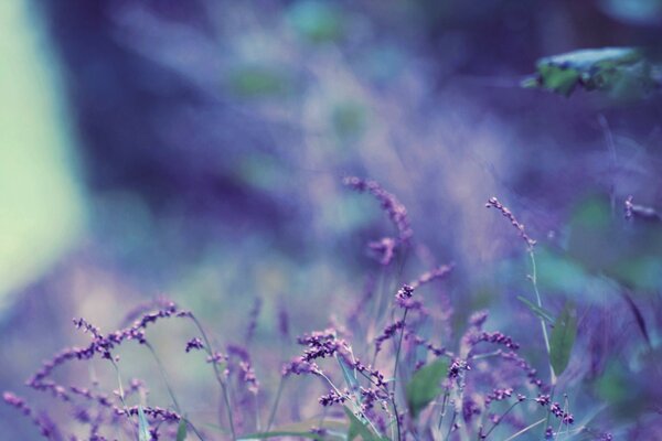 Purple lavender flowers on a blurry background