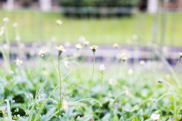 Small wild flowers on the street