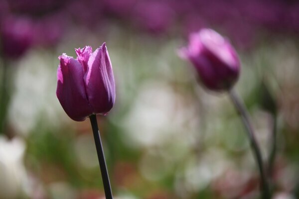 A tulip on a blurry background