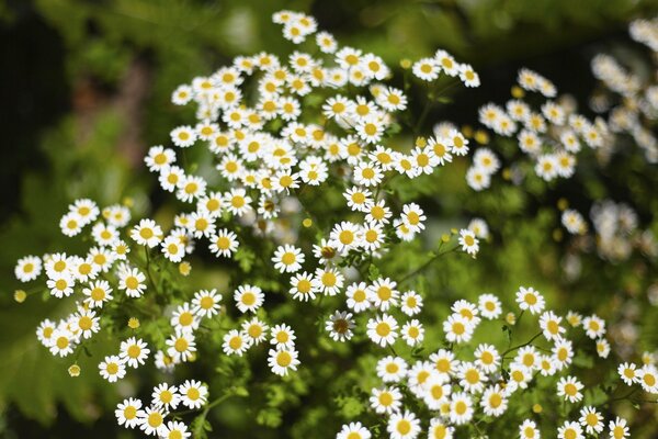 White chamomile flowers on a green blurred background