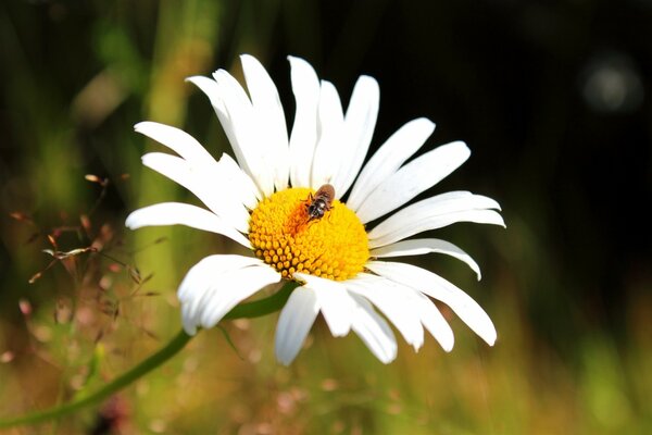 Macro photography of a chamomile flower with a bee