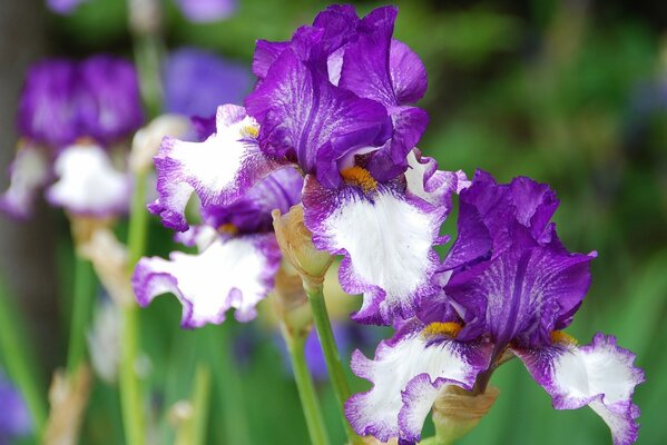 Todos los tonos de flores de iris