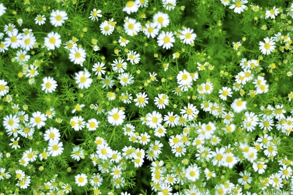 Campo de manzanilla. Flores de pradera