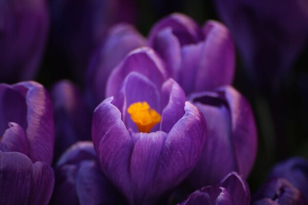 Crocus violet au printemps fleurit comme