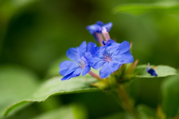 Macro plantas: flores azules