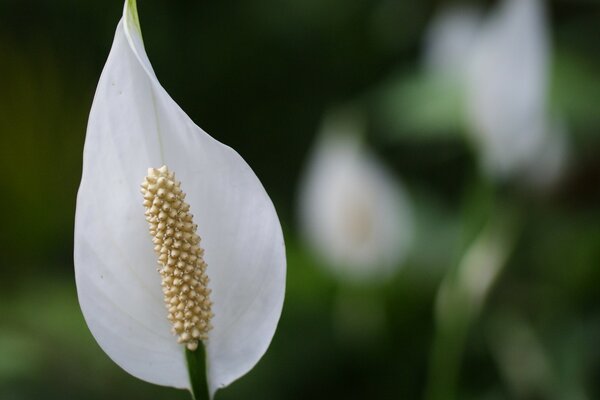 Macro shooting of a beautiful flower