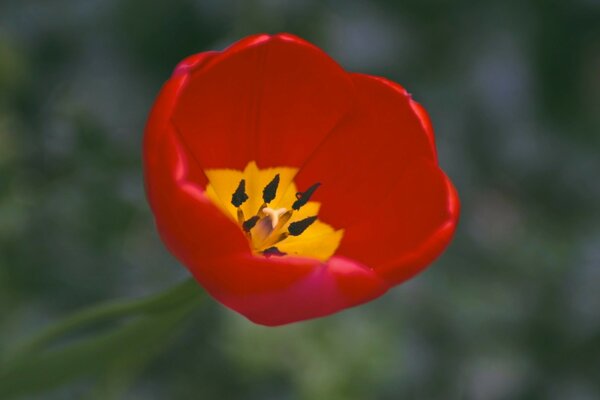 One red tulip with a yellow core macro