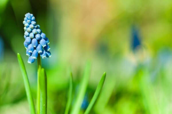 Unglaublich schöne Hyazinthe-Blume auf einem verschwommenen grünen Hintergrund