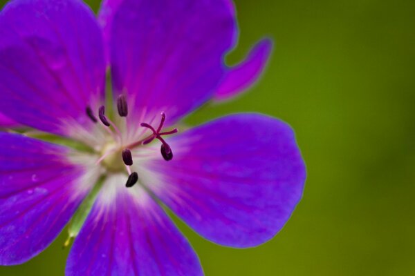 Schöne Blume auf grünem Hintergrund