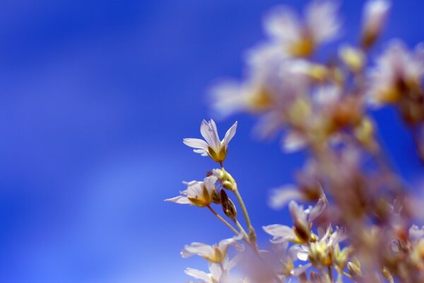 Fiori su un albero su sfondo sfocato blu