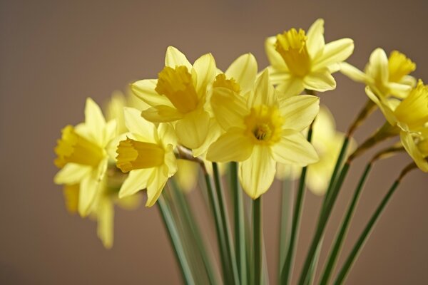 Auf Kaffeehintergrund gelbe Blumen Narzissen