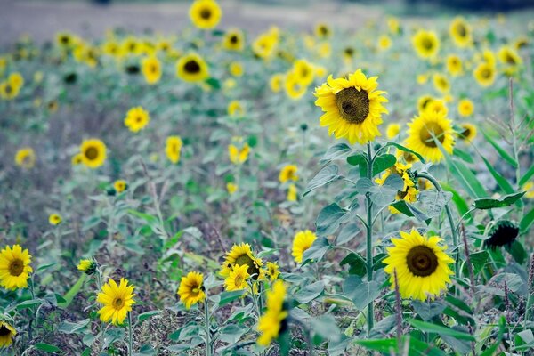 Beaucoup de tournesol sur un champ vert