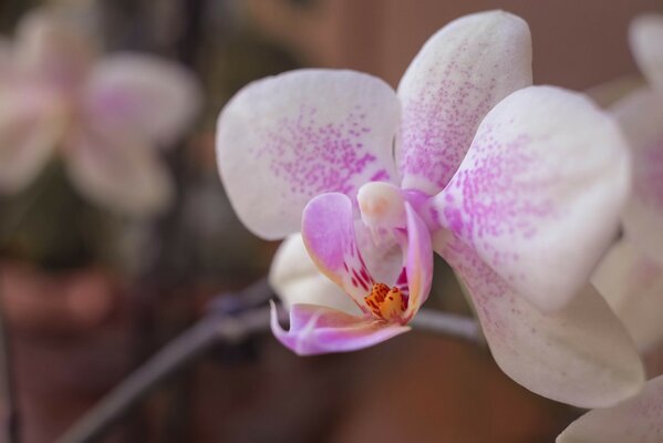 Delicate lilac orchid flower close-up