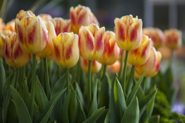 Eine große Anzahl von gelb-violetten Tulpen