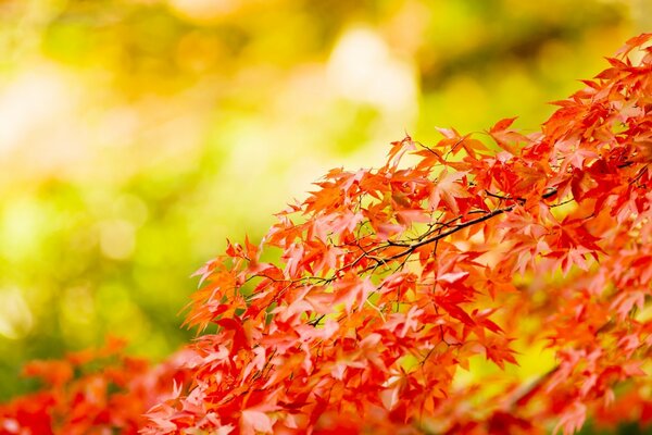 Ramo di acero con piccole foglie rosse