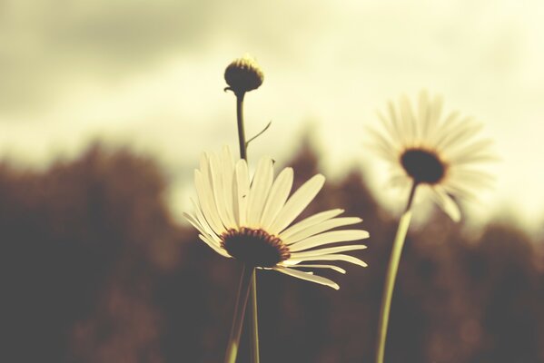 White daisies on a blurry background retro filter