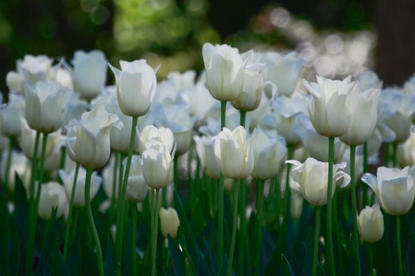 Eine große Anzahl weißer Tulpen an langen grünen Stängeln