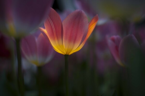 Couleur inhabituelle des tulipes dans la clairière