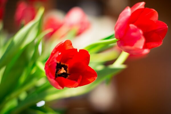 Wie schön sind Tulpenblüten in der Natur