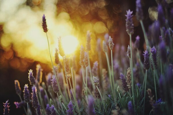 Fiori di lavanda su uno sfondo di un punto caldo di luce