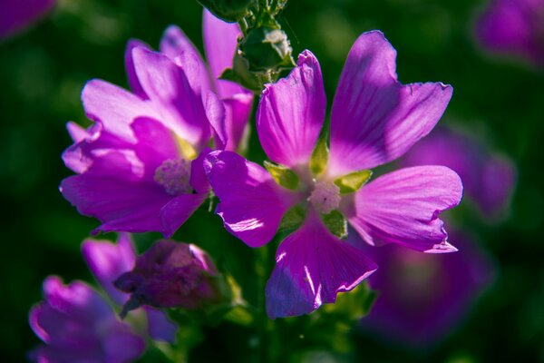 Beautiful lilac flower. Macro photography