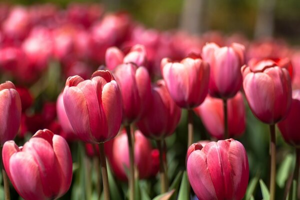 Pink tulips in spring