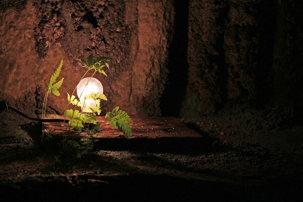 Hojas de helecho en una cueva iluminada por la luz