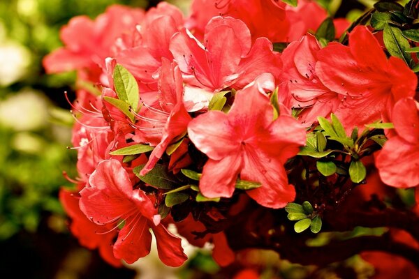 Un racimo de flores rojas en una rama verde