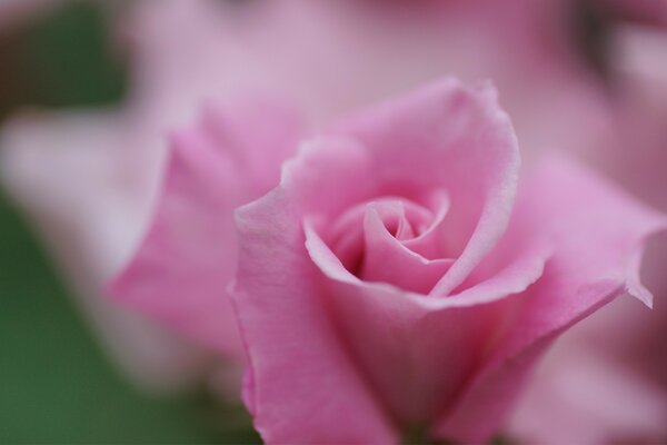 Close-up of a pink rose on a green background