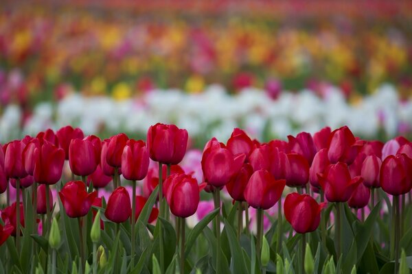 Variety of tulip flowers in nature