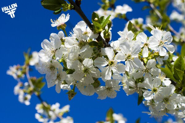 Fleur de cerisier branche sur fond de ciel bleu