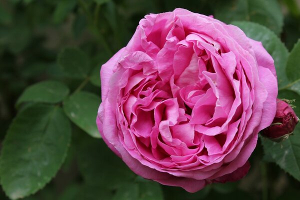 Rosa Rosenknospe auf grünem Blatthintergrund