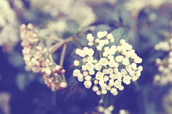 A sprig of tansy on a blurry background of other colors