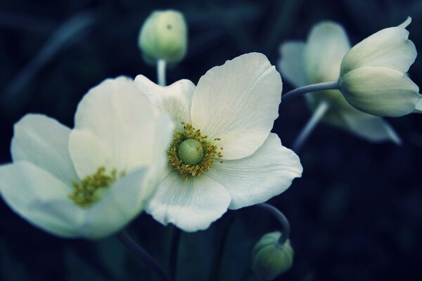 Flores blancas en la oscuridad