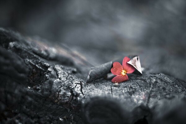 Red flower on a black bokeh tree