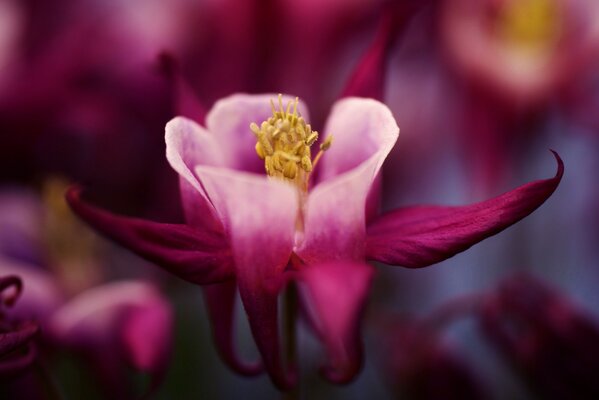 The enchantment of the burgundy petals of an extraordinary flower