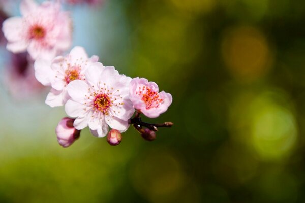 Ramoscello di sakura rosa messa a fuoco sfocata highlights