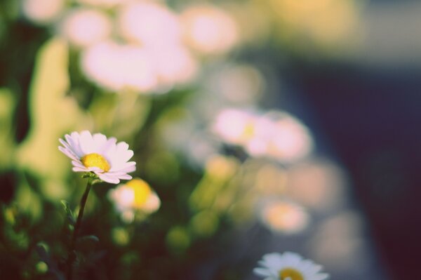 Les marguerites blanches fleurissent dans la Prairie