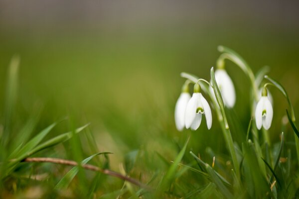 Schneeglöckchen auf einer grünen Wiese im Frühling