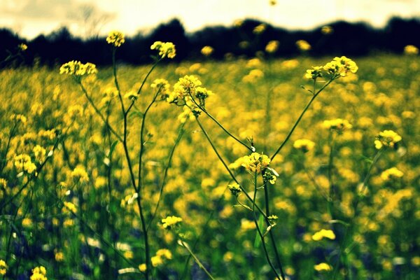 Gelbe Blumen auf verschwommenem Hintergrund