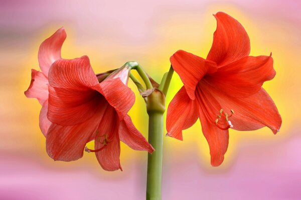 Dos flores rojas sobre un fondo colorido