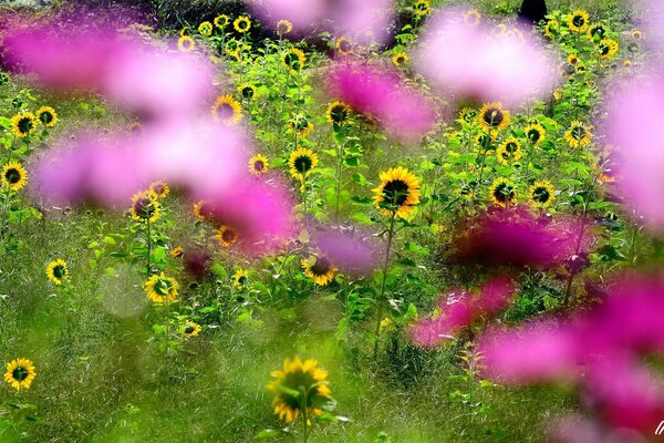 Fleurs roses floues sur fond de champ de tournesols en fleurs