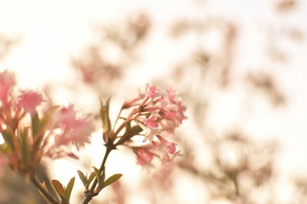 On a blurry background, a flowering tree branch