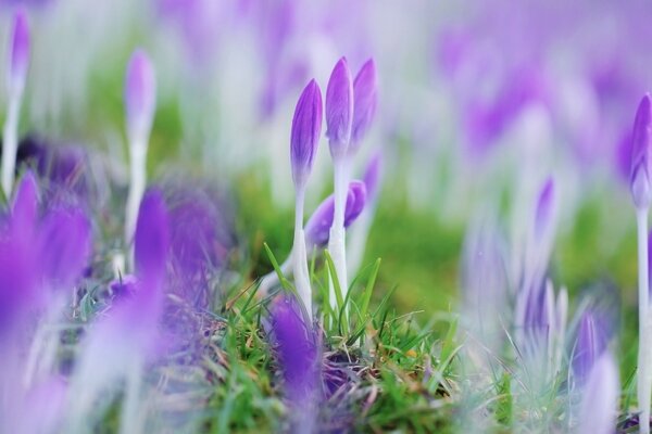 Closed purple flowers in spring from bad weather