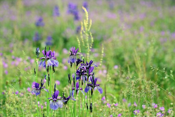 Dans l herbe verte, fleurs violettes Iris