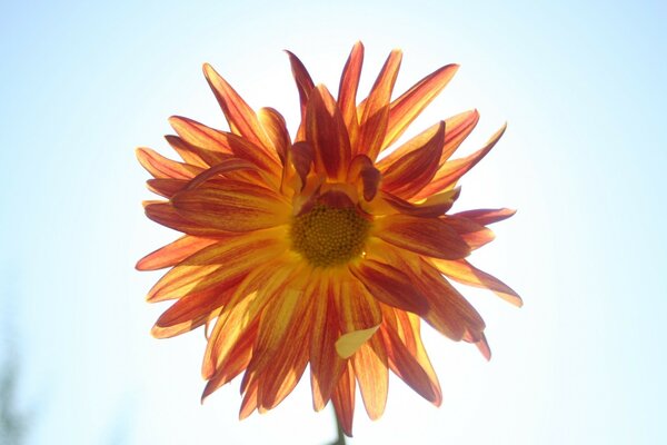 Foto de la flor del sol