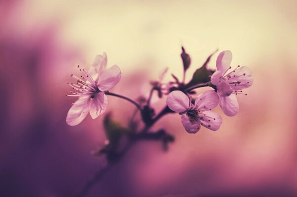 A branch of cherry blossoms on a blurry pink background